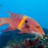 The Color-changing hogfish possess a unique ability to adapt their skin color to match their surroundings, making them akin to chameleons of the Atlantic Ocean