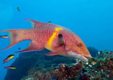 The Color-changing hogfish possess a unique ability to adapt their skin color to match their surroundings, making them akin to chameleons of the Atlantic Ocean