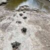 Diminished water levels unveil dinosaur footprints dating back 110 million years.