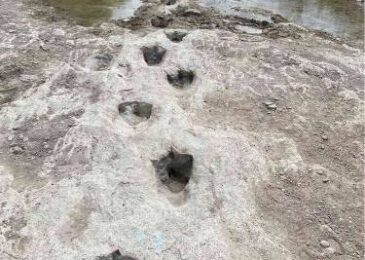 Diminished water levels unveil dinosaur footprints dating back 110 million years.